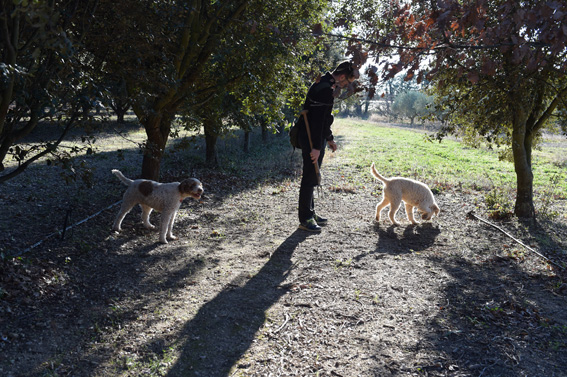 Benoît Michelet et ses chiens dans la truffière
