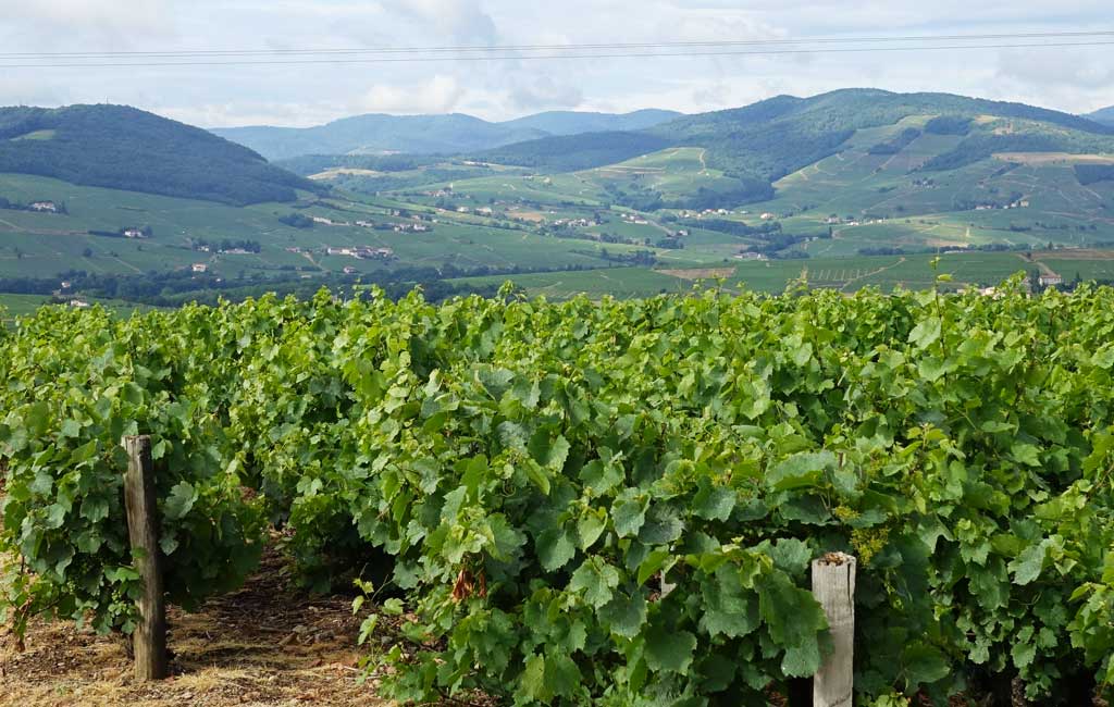 vignes beaujolais