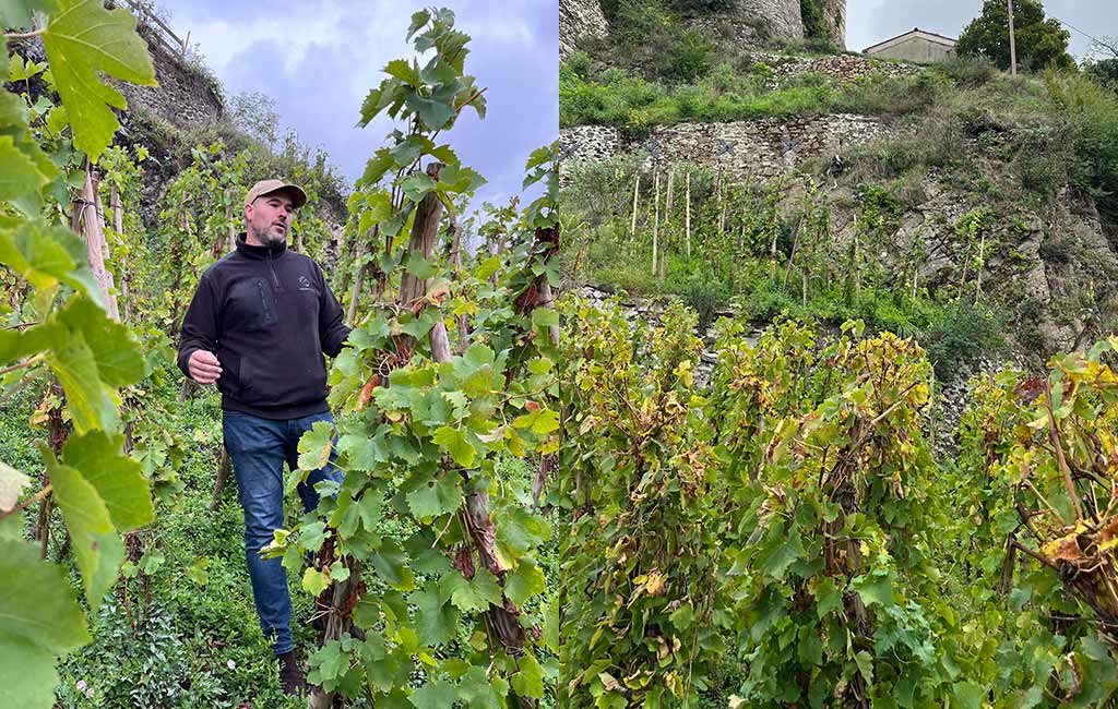 vignoble deleu vienne