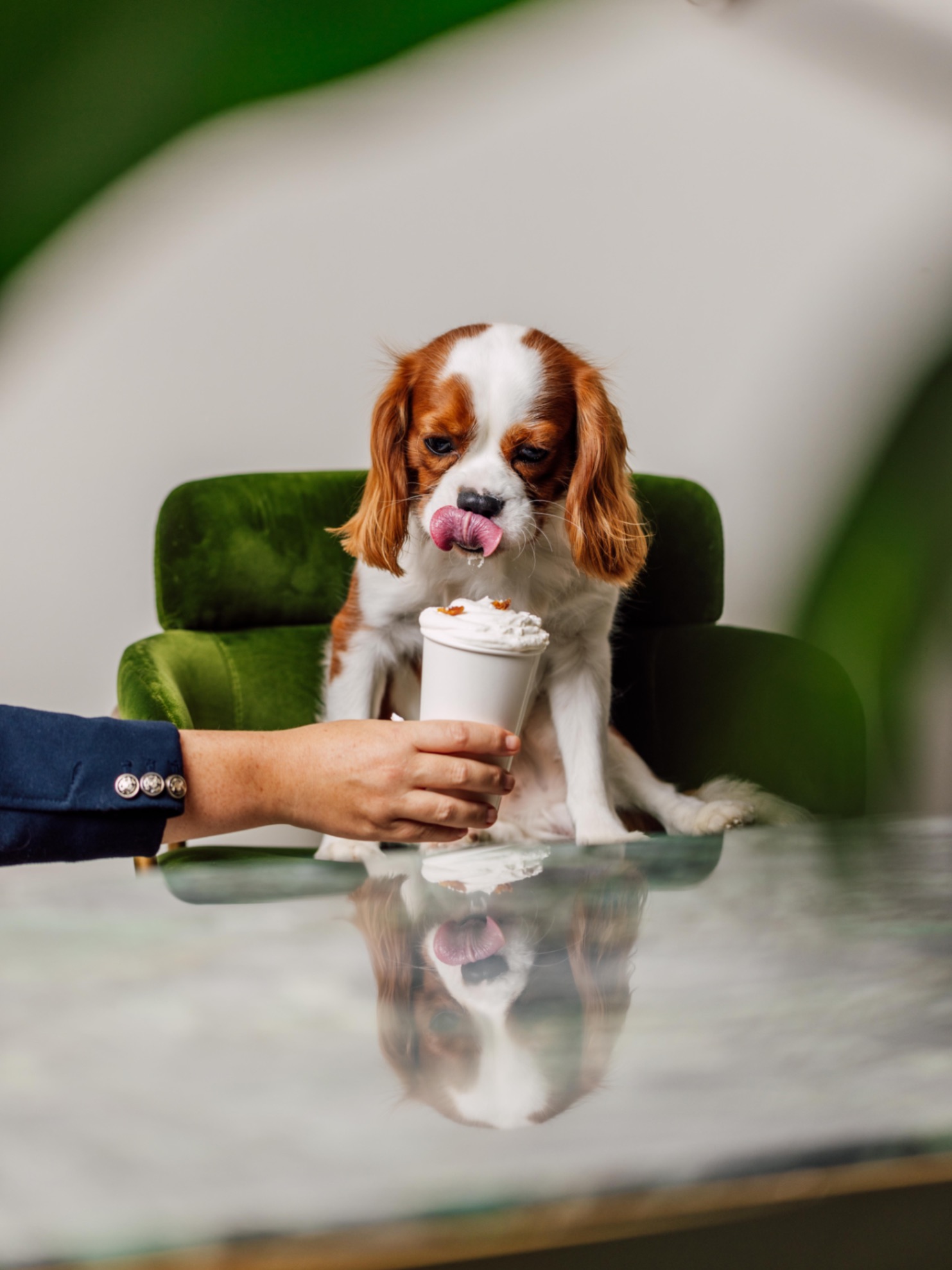 Doggy Brunch au Kimpton St Honoré Paris : l’art de vivre à quatre pattes
